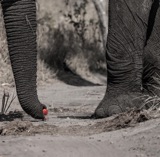 Seba - Elephant at Camp with Palm Nuts